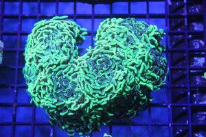 wholesale_coral - saltwater_fish saltwater_coral - rare corals - coralsdepot - Corals_Depot - live_corals - eye - catching - coral quality_marine_fish - quality - marine discoun