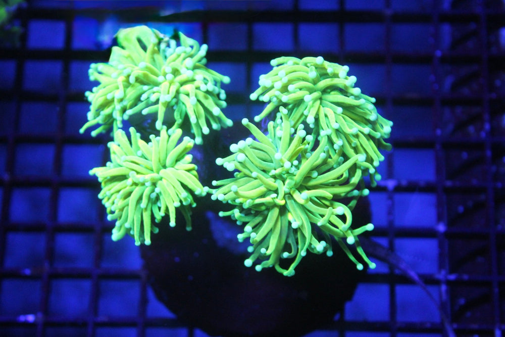 wholesale_coral - saltwater_fish saltwater_coral - rare corals - coralsdepot - Corals_Depot - live_corals - eye - catching - coral quality_marine_fish - quality - marine discoun