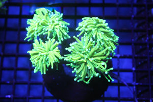 wholesale_coral - saltwater_fish saltwater_coral - rare corals - coralsdepot - Corals_Depot - live_corals - eye - catching - coral quality_marine_fish - quality - marine discoun