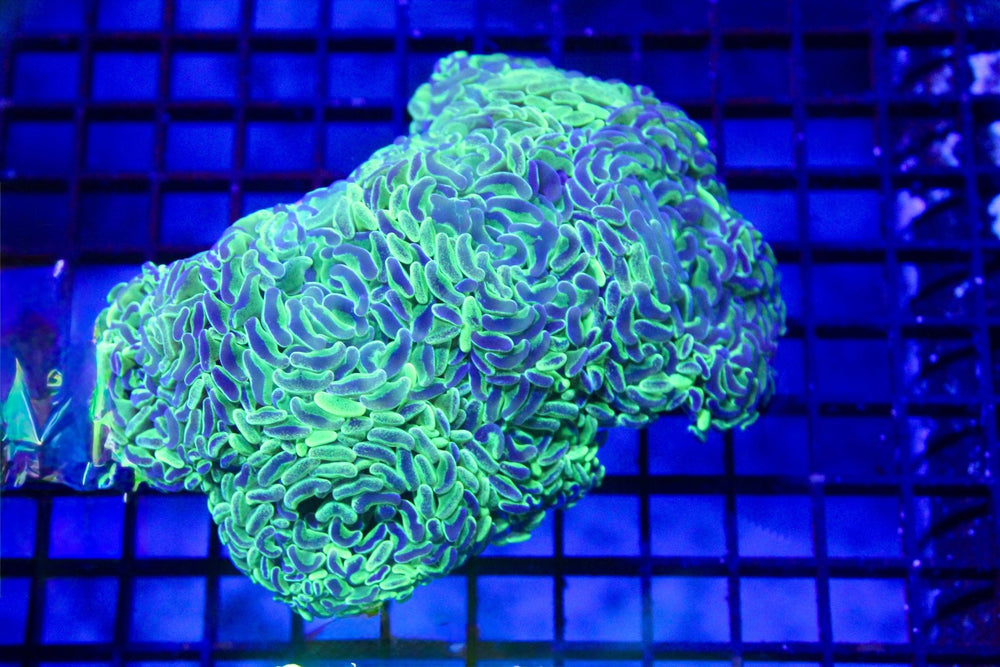 wholesale_coral - saltwater_fish saltwater_coral - rare corals - coralsdepot - Corals_Depot - live_corals - eye - catching - coral quality_marine_fish - quality - marine discoun