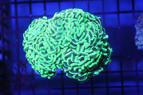 wholesale_coral - saltwater_fish saltwater_coral - rare corals - coralsdepot - Corals_Depot - live_corals - eye - catching - coral quality_marine_fish - quality - marine discoun