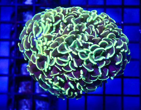 wholesale_coral - saltwater_fish saltwater_coral - rare corals - coralsdepot - Corals_Depot - live_corals - eye - catching - coral quality_marine_fish - quality - marine discoun