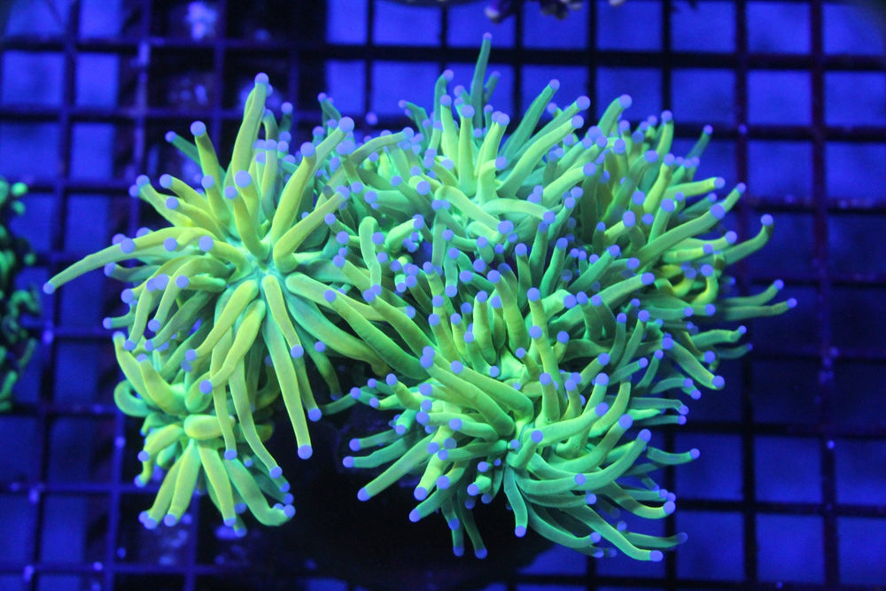 wholesale_coral - saltwater_fish saltwater_coral - rare corals - coralsdepot - Corals_Depot - live_corals - eye - catching - coral quality_marine_fish - quality - marine discoun