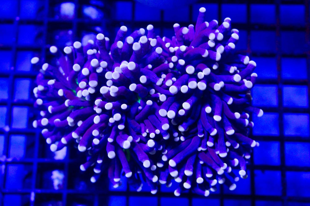 wholesale_coral - saltwater_fish saltwater_coral - rare corals - coralsdepot - Corals_Depot - live_corals - eye - catching - coral quality_marine_fish - quality - marine discoun