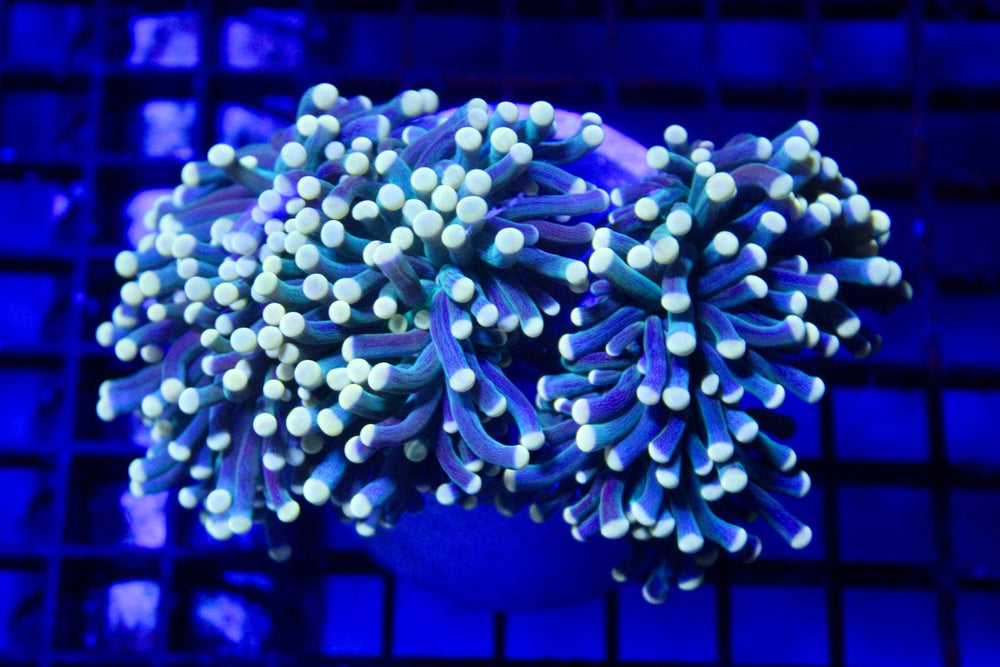 wholesale_coral - saltwater_fish saltwater_coral - rare corals - coralsdepot - Corals_Depot - live_corals - eye - catching - coral quality_marine_fish - quality - marine discoun