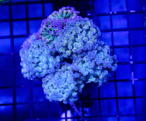 wholesale_coral - saltwater_fish saltwater_coral - rare corals - coralsdepot - Corals_Depot - live_corals - eye - catching - coral quality_marine_fish - quality - marine discoun