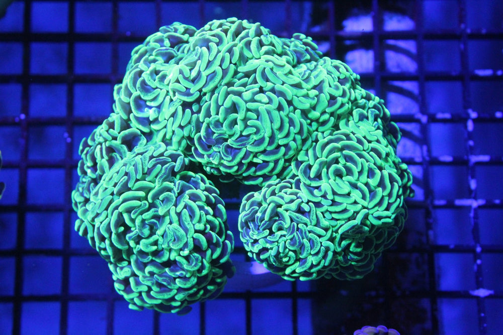 wholesale_coral - saltwater_fish saltwater_coral - rare corals - coralsdepot - Corals_Depot - live_corals - eye - catching - coral quality_marine_fish - quality - marine discoun