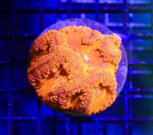 wholesale_coral - saltwater_fish saltwater_coral - rare corals - coralsdepot - Corals_Depot - live_corals - eye - catching - coral quality_marine_fish - quality - marine discoun