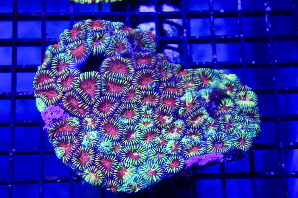 wholesale_coral - saltwater_fish saltwater_coral - rare corals - coralsdepot - Corals_Depot - live_corals - eye - catching - coral quality_marine_fish - quality - marine discoun