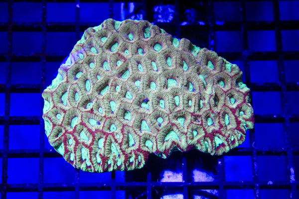wholesale_coral - saltwater_fish saltwater_coral - rare corals - coralsdepot - Corals_Depot - live_corals - eye - catching - coral quality_marine_fish - quality - marine discoun