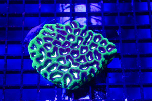 wholesale_coral - saltwater_fish saltwater_coral - rare corals - coralsdepot - Corals_Depot - live_corals - eye - catching - coral quality_marine_fish - quality - marine discoun