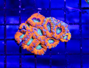wholesale_coral - saltwater_fish saltwater_coral - rare corals - coralsdepot - Corals_Depot - live_corals - eye - catching - coral quality_marine_fish - quality - marine discoun