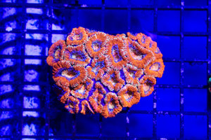 wholesale_coral - saltwater_fish saltwater_coral - rare corals - coralsdepot - Corals_Depot - live_corals - eye - catching - coral quality_marine_fish - quality - marine discoun