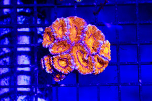 wholesale_coral - saltwater_fish saltwater_coral - rare corals - coralsdepot - Corals_Depot - live_corals - eye - catching - coral quality_marine_fish - quality - marine discoun
