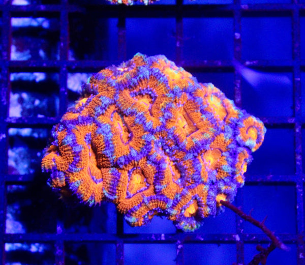 wholesale_coral - saltwater_fish saltwater_coral - rare corals - coralsdepot - Corals_Depot - live_corals - eye - catching - coral quality_marine_fish - quality - marine discoun