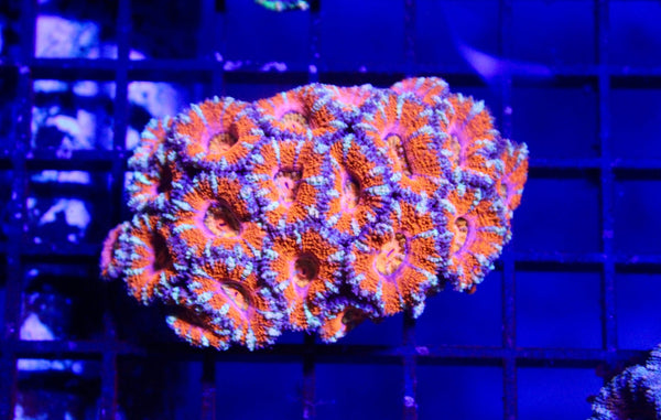 wholesale_coral - saltwater_fish saltwater_coral - rare corals - coralsdepot - Corals_Depot - live_corals - eye - catching - coral quality_marine_fish - quality - marine discoun