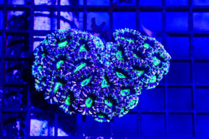 wholesale_coral - saltwater_fish saltwater_coral - rare corals - coralsdepot - Corals_Depot - live_corals - eye - catching - coral quality_marine_fish - quality - marine discoun