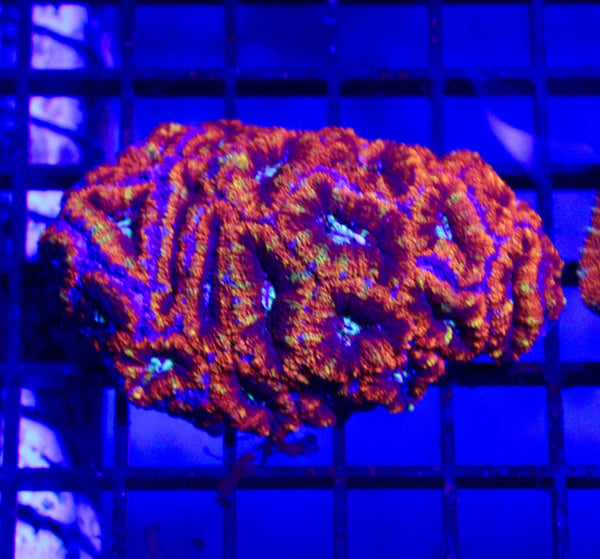 wholesale_coral - saltwater_fish saltwater_coral - rare corals - coralsdepot - Corals_Depot - live_corals - eye - catching - coral quality_marine_fish - quality - marine discoun
