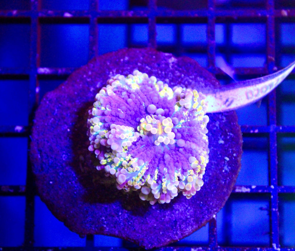 wholesale_coral - saltwater_fish saltwater_coral - rare corals - coralsdepot - Corals_Depot - live_corals - eye - catching - coral quality_marine_fish - quality - marine discoun