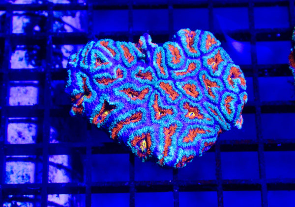 wholesale_coral - saltwater_fish saltwater_coral - rare corals - coralsdepot - Corals_Depot - live_corals - eye - catching - coral quality_marine_fish - quality - marine discoun