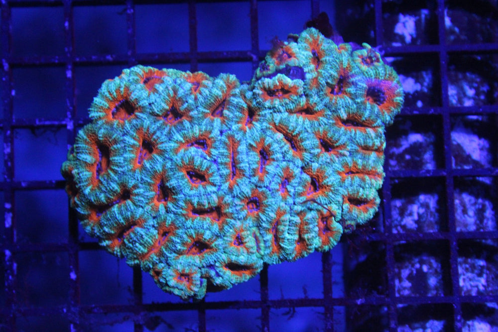 wholesale_coral - saltwater_fish saltwater_coral - rare corals - coralsdepot - Corals_Depot - live_corals - eye - catching - coral quality_marine_fish - quality - marine discoun