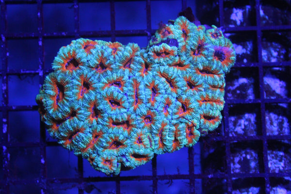 wholesale_coral - saltwater_fish saltwater_coral - rare corals - coralsdepot - Corals_Depot - live_corals - eye - catching - coral quality_marine_fish - quality - marine discoun