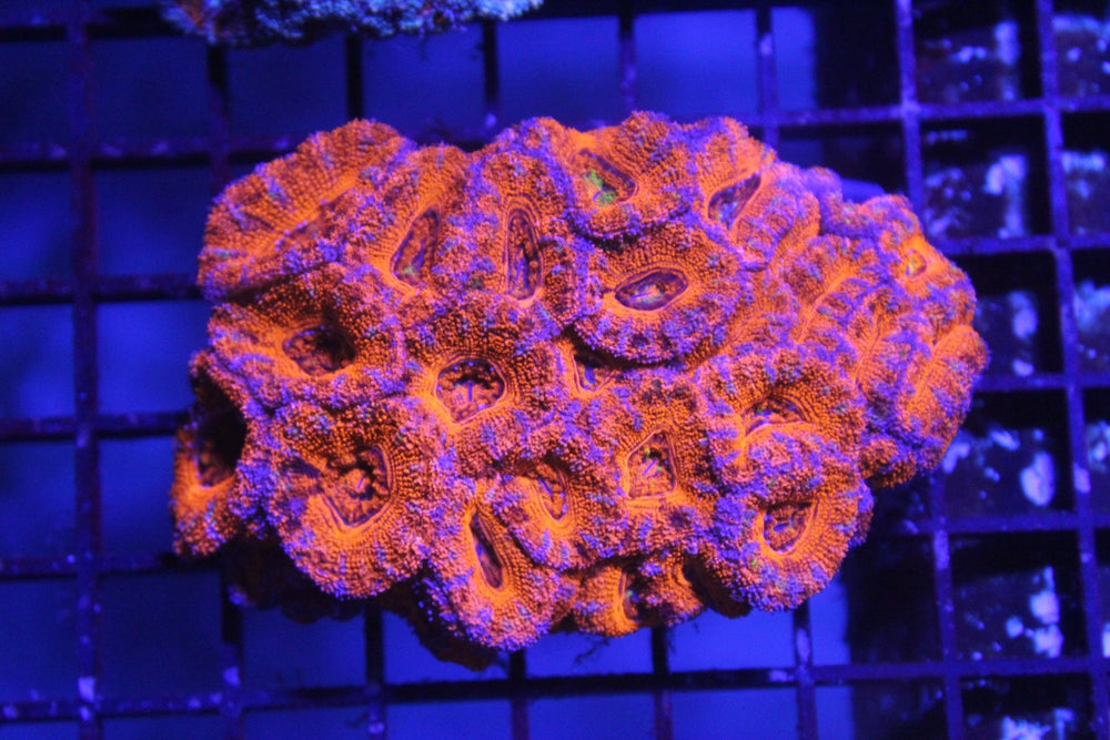 wholesale_coral - saltwater_fish saltwater_coral - rare corals - coralsdepot - Corals_Depot - live_corals - eye - catching - coral quality_marine_fish - quality - marine discoun