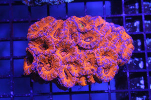 wholesale_coral - saltwater_fish saltwater_coral - rare corals - coralsdepot - Corals_Depot - live_corals - eye - catching - coral quality_marine_fish - quality - marine discoun