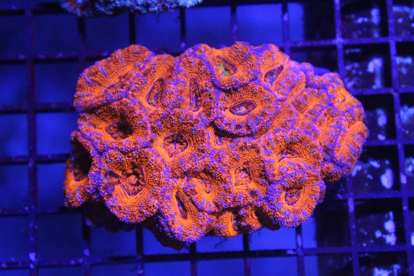 wholesale_coral - saltwater_fish saltwater_coral - rare corals - coralsdepot - Corals_Depot - live_corals - eye - catching - coral quality_marine_fish - quality - marine discoun
