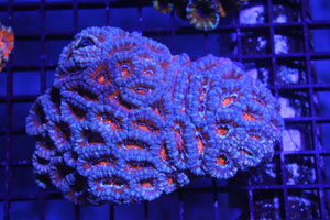 wholesale_coral - saltwater_fish saltwater_coral - rare corals - coralsdepot - Corals_Depot - live_corals - eye - catching - coral quality_marine_fish - quality - marine discoun
