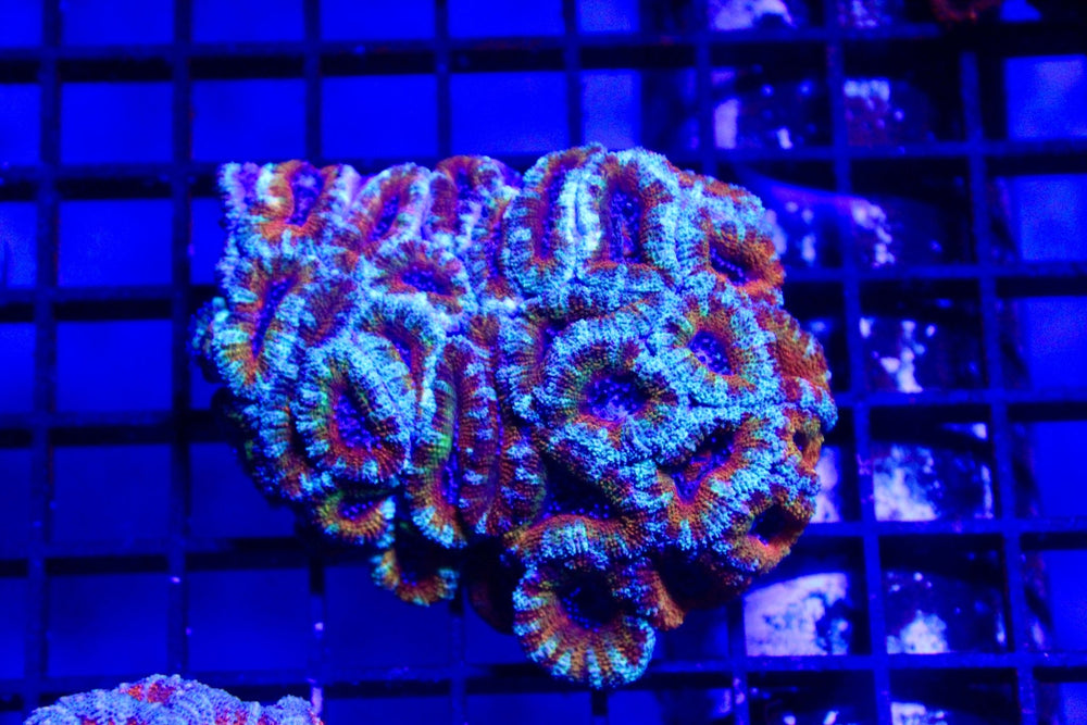 wholesale_coral - saltwater_fish saltwater_coral - rare corals - coralsdepot - Corals_Depot - live_corals - eye - catching - coral quality_marine_fish - quality - marine discoun