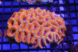 wholesale_coral - saltwater_fish saltwater_coral - rare corals - coralsdepot - Corals_Depot - live_corals - eye - catching - coral quality_marine_fish - quality - marine discoun