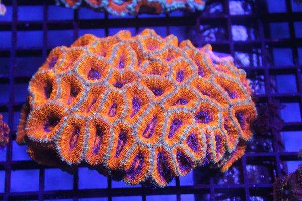 wholesale_coral - saltwater_fish saltwater_coral - rare corals - coralsdepot - Corals_Depot - live_corals - eye - catching - coral quality_marine_fish - quality - marine discoun
