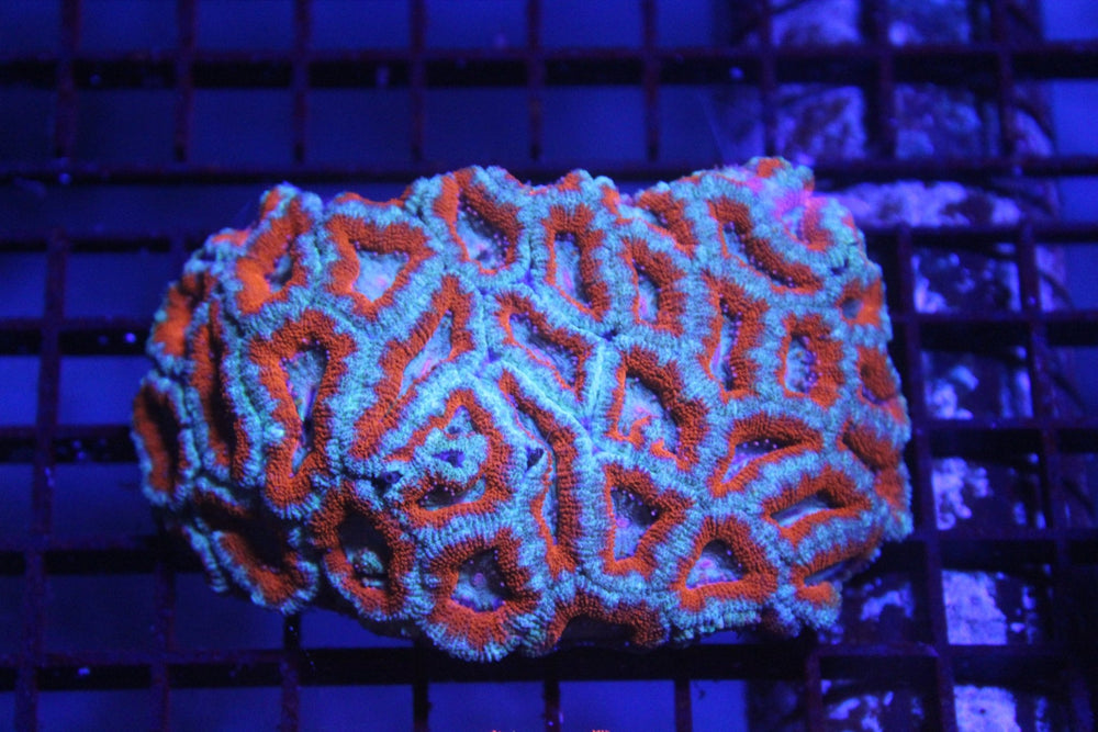 wholesale_coral - saltwater_fish saltwater_coral - rare corals - coralsdepot - Corals_Depot - live_corals - eye - catching - coral quality_marine_fish - quality - marine discoun