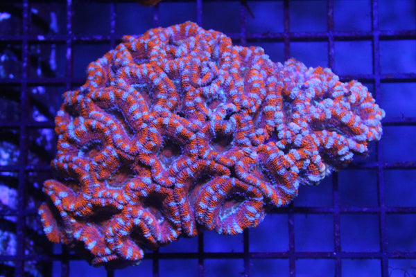 wholesale_coral - saltwater_fish saltwater_coral - rare corals - coralsdepot - Corals_Depot - live_corals - eye - catching - coral quality_marine_fish - quality - marine discoun