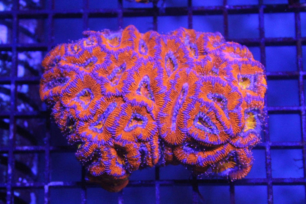 wholesale_coral - saltwater_fish saltwater_coral - rare corals - coralsdepot - Corals_Depot - live_corals - eye - catching - coral quality_marine_fish - quality - marine discoun