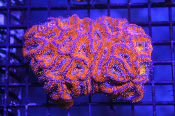 wholesale_coral - saltwater_fish saltwater_coral - rare corals - coralsdepot - Corals_Depot - live_corals - eye - catching - coral quality_marine_fish - quality - marine discoun