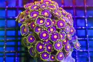 wholesale_coral - saltwater_fish saltwater_coral - rare corals - coralsdepot - Corals_Depot - live_corals - eye - catching - coral quality_marine_fish - quality - marine discoun