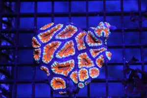 wholesale_coral - saltwater_fish saltwater_coral - rare corals - coralsdepot - Corals_Depot - live_corals - eye - catching - coral quality_marine_fish - quality - marine discoun