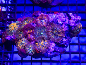 wholesale_coral - saltwater_fish saltwater_coral - rare corals - coralsdepot - Corals_Depot - live_corals - eye - catching - coral quality_marine_fish - quality - marine discoun
