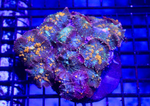 wholesale_coral - saltwater_fish saltwater_coral - rare corals - coralsdepot - Corals_Depot - live_corals - eye - catching - coral quality_marine_fish - quality - marine discoun