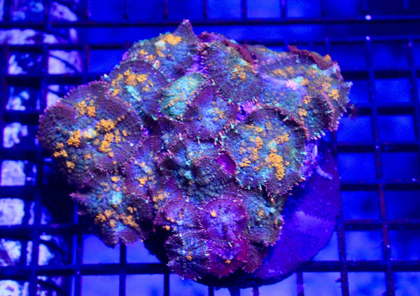 wholesale_coral - saltwater_fish saltwater_coral - rare corals - coralsdepot - Corals_Depot - live_corals - eye - catching - coral quality_marine_fish - quality - marine discoun