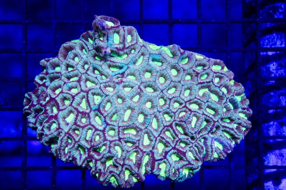 wholesale_coral - saltwater_fish saltwater_coral - rare corals - coralsdepot - Corals_Depot - live_corals - eye - catching - coral quality_marine_fish - quality - marine discoun