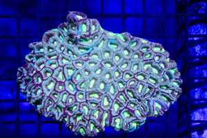 wholesale_coral - saltwater_fish saltwater_coral - rare corals - coralsdepot - Corals_Depot - live_corals - eye - catching - coral quality_marine_fish - quality - marine discoun