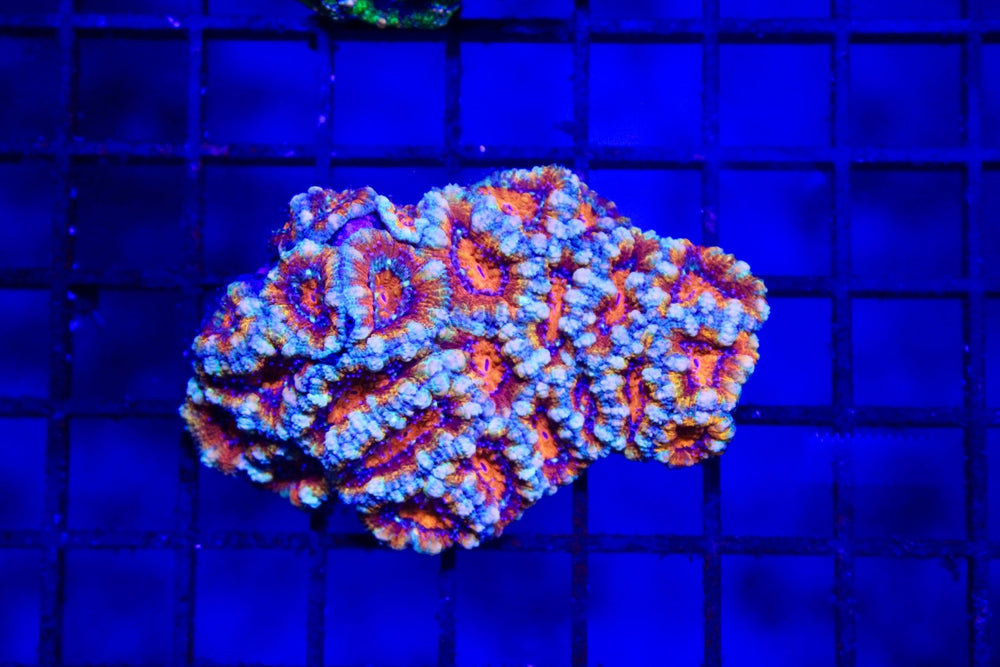 wholesale_coral - saltwater_fish saltwater_coral - rare corals - coralsdepot - Corals_Depot - live_corals - eye - catching - coral quality_marine_fish - quality - marine discoun