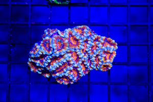 wholesale_coral - saltwater_fish saltwater_coral - rare corals - coralsdepot - Corals_Depot - live_corals - eye - catching - coral quality_marine_fish - quality - marine discoun
