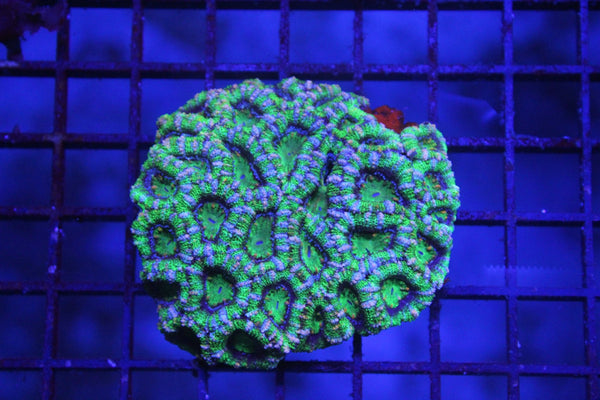 wholesale_coral - saltwater_fish saltwater_coral - rare corals - coralsdepot - Corals_Depot - live_corals - eye - catching - coral quality_marine_fish - quality - marine discoun