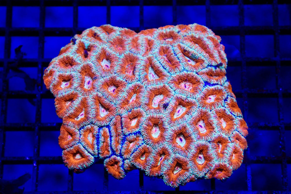wholesale_coral - saltwater_fish saltwater_coral - rare corals - coralsdepot - Corals_Depot - live_corals - eye - catching - coral quality_marine_fish - quality - marine discoun