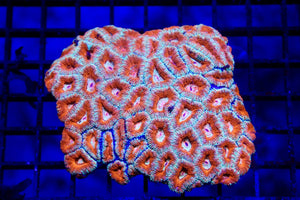 wholesale_coral - saltwater_fish saltwater_coral - rare corals - coralsdepot - Corals_Depot - live_corals - eye - catching - coral quality_marine_fish - quality - marine discoun