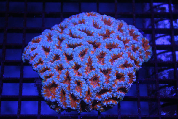 wholesale_coral - saltwater_fish saltwater_coral - rare corals - coralsdepot - Corals_Depot - live_corals - eye - catching - coral quality_marine_fish - quality - marine discoun